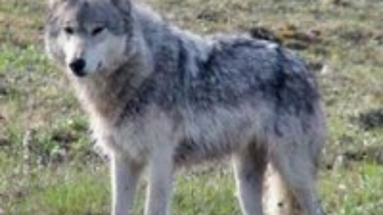 gray-wolf-nps-public-domain300x375