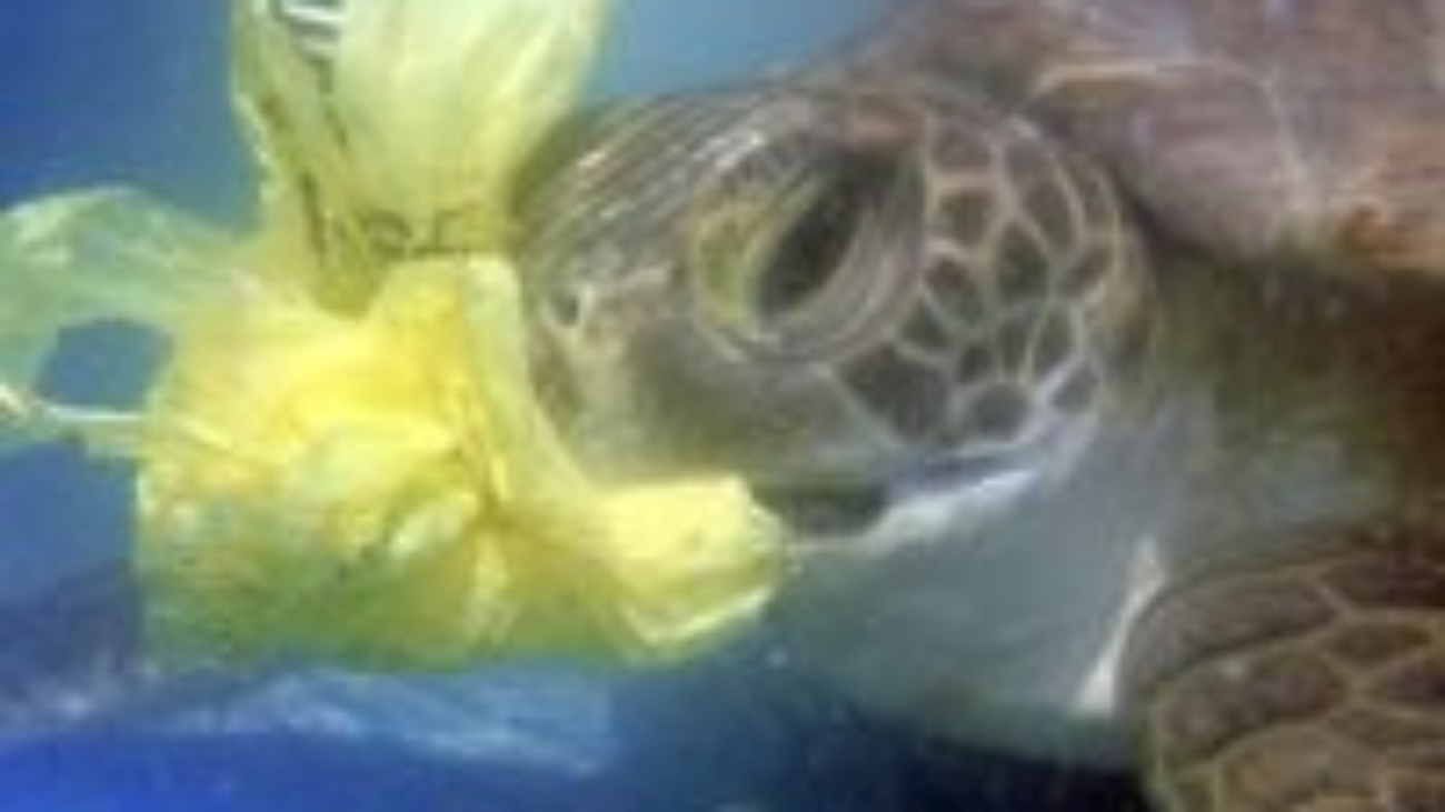 turtle-eating-plastic-300x225